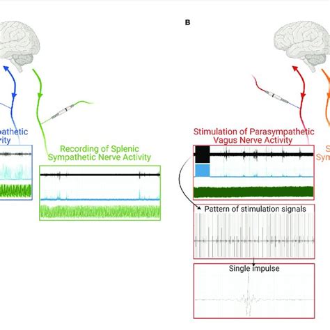 Schematic Representation Of A Neural Signal Recording A Of Both