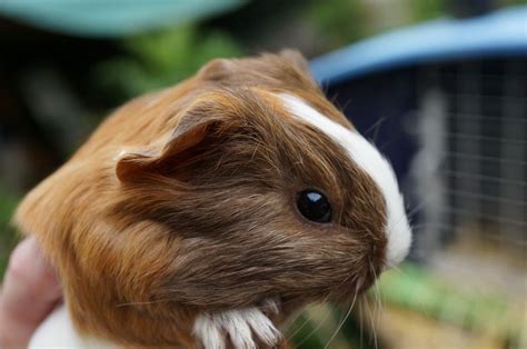 Everything you should know about the guinea pig. Gorgeous, happy,healthy baby guinea pigs | Honiton, Devon ...