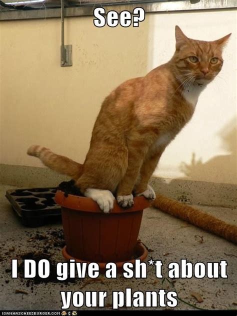 The cat's mother may have taught it to scratch after pooping. all that grew out of this pot was poop | giggles and shits ...