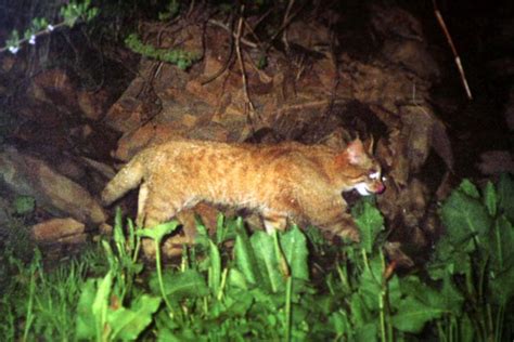 Animals such as the giant panda are endemic to the sable is mainly found in the northern parts of mongolian mountains in china. Chinese Mountain Cat (Felis bieti) - Wild Cats Magazine