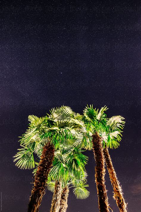 Palm Trees At Night By Stocksy Contributor Peter Wey Stocksy