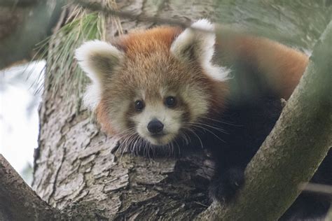 Adorable New Pictures Of Red Panda Cubs At Paignton Zoo Itv News West