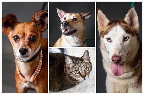 Humane Society slashes adoption fees for dogs, cats at shelter more ...