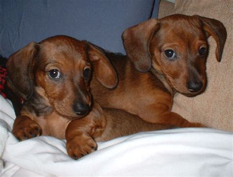 Two Light Brown Dachshund Puppies Image