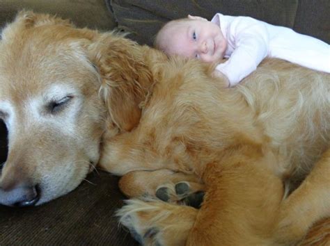 22 Big Dogs Caring For Little Kids