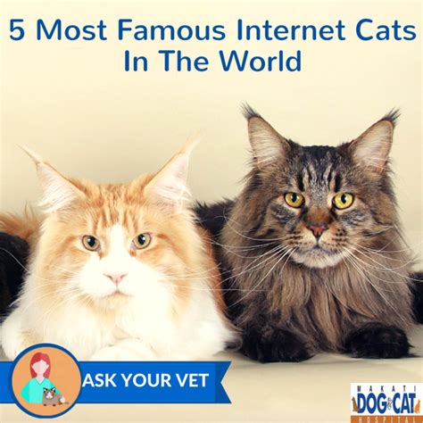 5 Most Famous Internet Cats In The World Makati Dog And Cat Hospital
