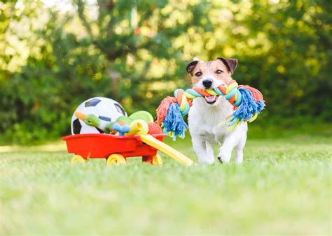 How To Choose The Right Toys For Your Dog
