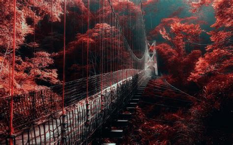 Nature Landscape Red Forest Bridge Mist Trees Walkway