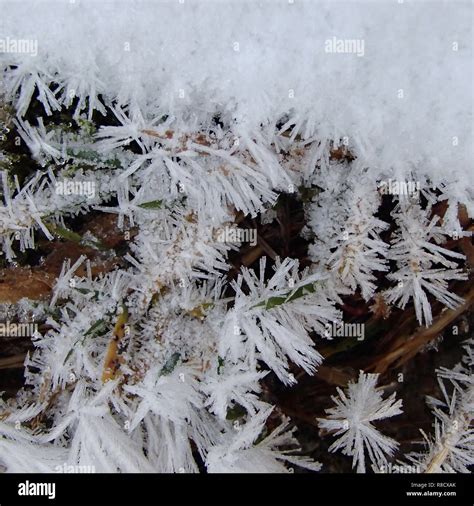 Closeup Of Frozen Crystals On Plant Hi Res Stock Photography And Images