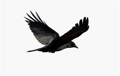 Black Bird Flying In The Sky Hd Png Download Transparent Png Image