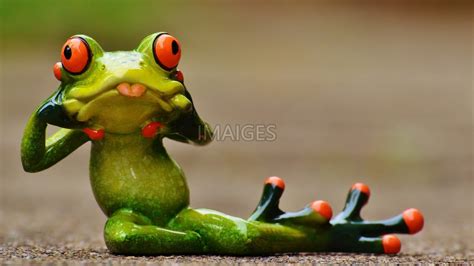 Funny Frog Wallpaper 43 Images
