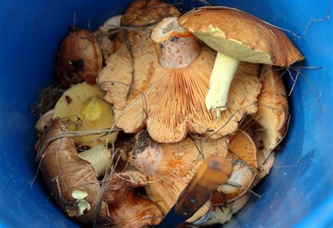 Mushrooms are not safe for cats to eat, but there is an exception. Types of Wild Mushrooms You Can Eat | Hunker
