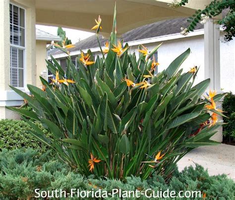 Bird of paradise plant - cupsocal