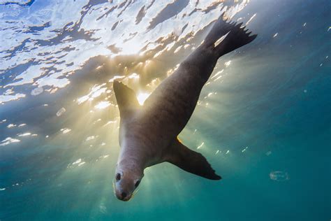 a special place — great australian bight alliance