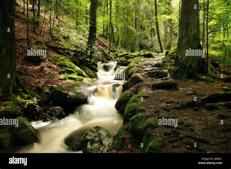 Stream In The Woods Stock Photo Alamy