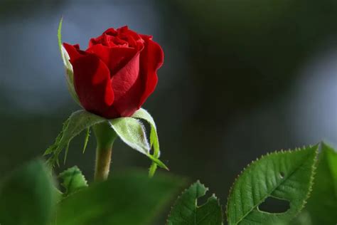 5 Tips Simpel Menanam Bunga Mawar Dari Stek Batang Atau Biji Agar Cepat