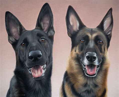 Double German Shepherd Portrait Created By Me Soft Pastels 35x45cm