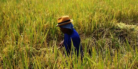 Jatim Panen Raya Padi Berkualitas Tapi Petani Mengeluh Ini Penyebabnya Merdeka Com
