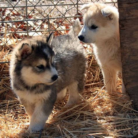Cute Wolf Dog Puppies Img1585 Picnik Wolf Pup Pup