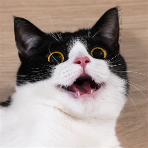 meet izzy the cat with the funniest facial expressions that s going viral on instagram page 2
