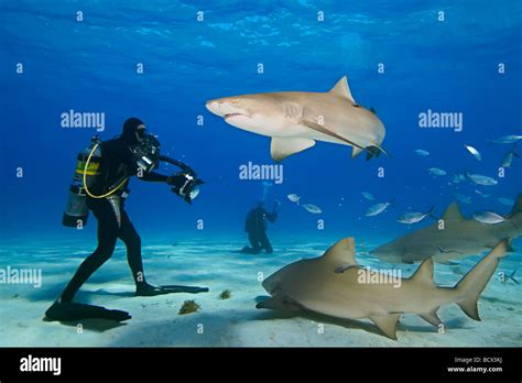 Lemon Sharks And Photographer Negaprion Brevirostris West End Grand
