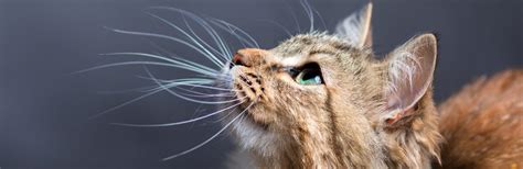Large whiskers are not unusual, especially on a large cat, and nothing to be concerned about unless they end up in the wrong place, which happened to my cat muriel. Why is my Cat Losing its Whiskers? - Petsoid