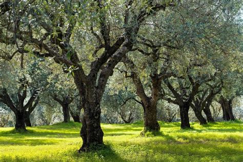 Olive Oil Trees Are Sturdy And Can Produce Up To 4 Liters Of Oil Every