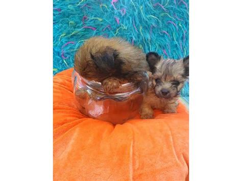 Beautiful quality morkie puppies for sale. 3 males teacup morkie puppies in Jacksonville, Florida - Puppies for Sale Near Me