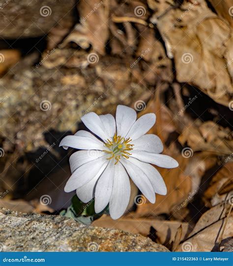 Bloodroot Wildflower Sanguinaria Canadensis Stock Image Image Of