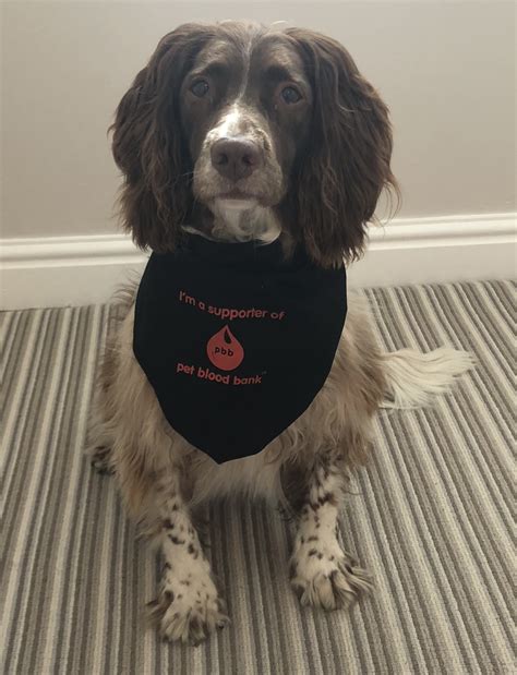 Donor dogs and cats are always needed as the demand for blood is high. Pet Blood Bank UK