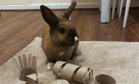 20 Free Or Cheap Diy Rabbit Toys Easy To Make