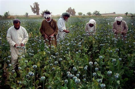 Opium Production In Afghanistan Up For Third Year