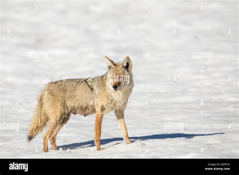 Nursing Mother Coyote In Snow In Winter In Park Stock Photo Alamy