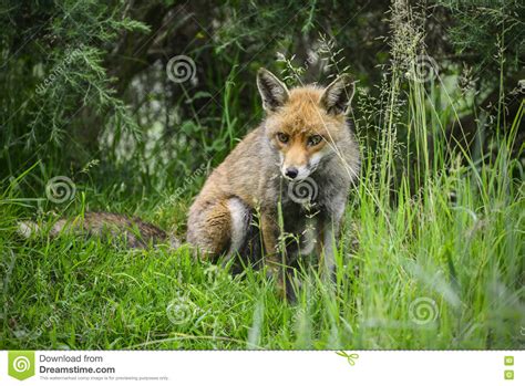 Stunning Male Fox In Long Lush Green Grass Of Summer Field Stock Photo