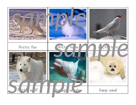 Arctic Animals 3 Part Cards Artic Animals Arctic Animals Animals