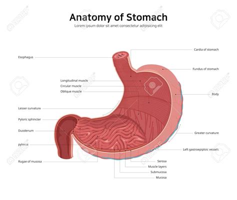 Simple Stomach Diagram Artofit