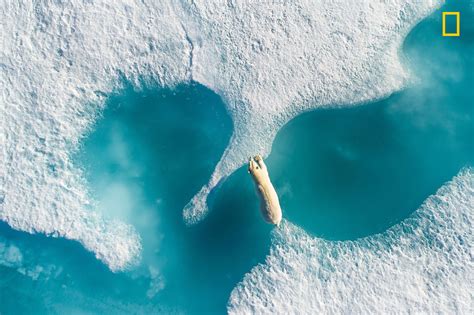 National Geographic Nature Photographer Of The Year 2017 Editors Top