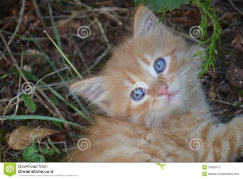 Ginger Kitty Stock Image Image Of Interested Playful 34056115