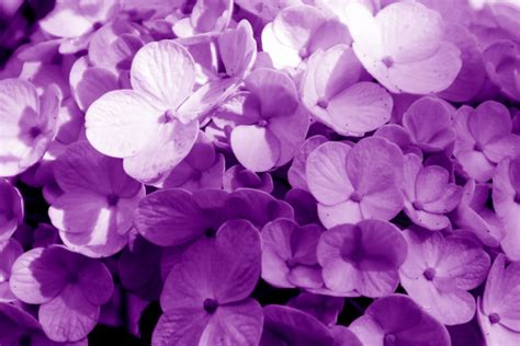 The Violet Flower Shines Your Birth Month In February Floraqueen En