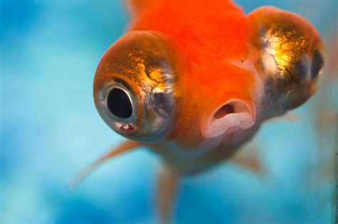 9 Cutest Aquarium Critters In The Sea