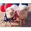 Lucky Swines Mini Pigs Become Social Media Sensations After Posing For 