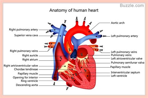 Each of these muscles is a discrete organ constructed of skeletal muscle tissue blood the muscular system is responsible for the movement of the human body. A Labeled Diagram of the Human Heart You Really Need to See