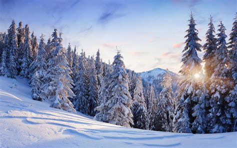 Nature Landscapes Trees Forest Mountains Winter Snow