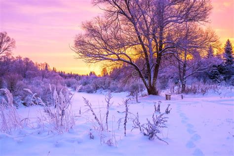 Winter Landscape With Forest Trees And Sunrise Stock Photo Image Of