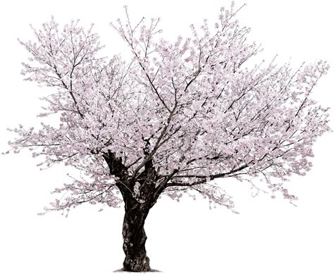 Download Cherry Blossom Tree Png