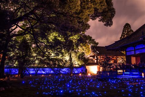 Kyoto Evening Cherry Blossom Itinerary Inside Kyoto