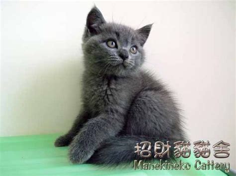 中華民國教育部版權所有© 2015 ministry of education, r.o.c. (已轉讓) 英國長毛貓 (男仔)- 英國長毛貓, 賣貓 | Zone One Zone - 寵物推介