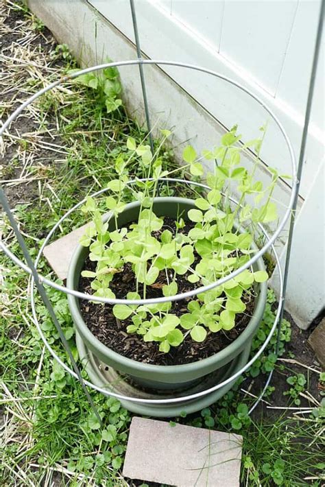 Growing Sugar Snap Peas In Containers Its A Veg World