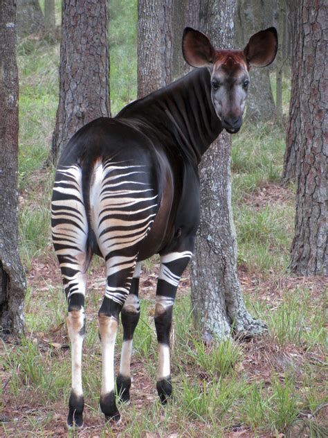 Okapi Naturerules1 Wiki Fandom