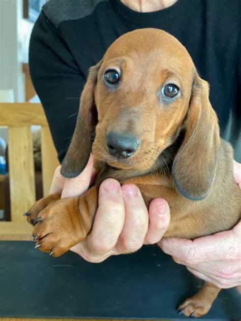 Dachshund puppies are incredibly cute. ***Beautiful Miniature Dachshund Puppies*** Offer €250